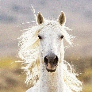 Meet your Posher, Ginger